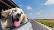 © 锴 张 - Close-up of happy golden retriever dog with tongue out and ears flapping in the wind, enjoying summer road trip with head out of car window against blue sky on a sunny highway drive