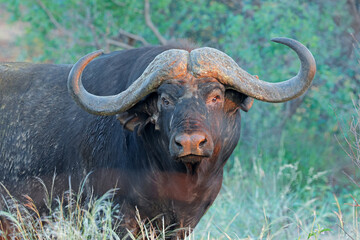 Wall Mural - portrait of an african or cape buffalo bull (syncerus caffer), south africa