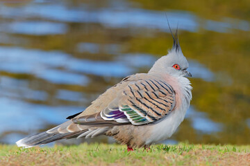 Wall Mural - a crested pigeon (ocyphaps lophotes) in natural habitat, south australia