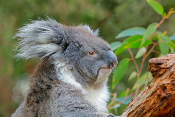 Wall Mural - portrait of a cute koala (phascolarctos cinereus) sitting in a tree, south australia