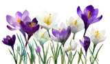 Spring crocus blossoms, various shades