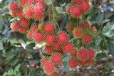 Fresh rambutan from garden for sale, Rambutan, Nasarn Rambutan, Nasarn school rambutan is most delicious rambutan in Thailand