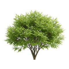 a vibrant green tree isolated on transparent background showcases lush foliage