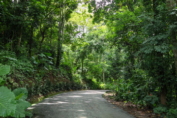 Wall Mural - a serene summer road winds through a lush green forest, beside a clear stream and natural rocks