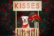 © Arf & Wag Studio - Valentine Pit Bull at Kissing Booth
