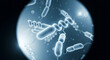 © Irfan - Exploring Leptospirosis Microscopic View of Bacteria Responsible for the Disease.