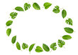 © StephenH - Isolated Leaves Circle Frame Green Plants Border on Transparent