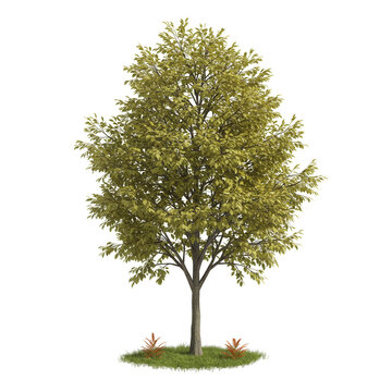 Isolated Tree with Transparent Background Lush Green Foliage in Summer