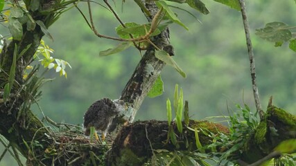 Wall Mural - young Crested Serpent Eagle chick in a robust nest, built high on a tree branch covered in moss
