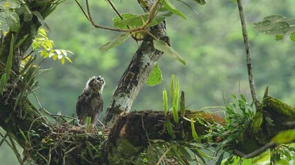 Wall Mural - Crested Serpent Eagle chick in a robust nest, built high on a tree branch covered in moss and epiphytes with soft blur of green foliage