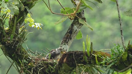 Wall Mural - Crested Serpent Eagle chick in a nest, built high on a tree branch covered in moss and epiphytes.