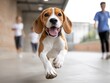 © Tetiana - Beagle running with young adults on urban walkway