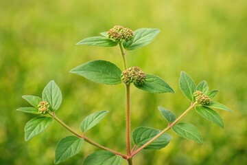 Aufkleber - Anting Anting Plant: A Natural Remedy for Wound Bleeding and Healing