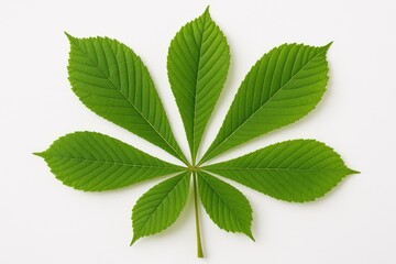 Aufkleber - Vivid green chestnut foliage displaying detailed vein patterns on a plain white backdrop