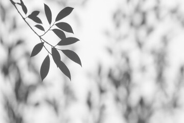 Poster - Shadow of a leaf and tree branch against a white wall