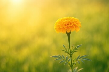 Aufkleber - Gentle sunlight illuminating a marigold blossom