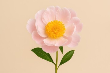 Poster - Soft pink peony blossom featuring a yellow core against a neutral beige backdrop
