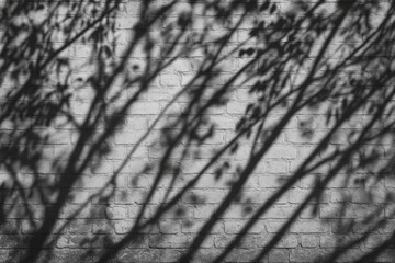 Poster - Sunlit scene featuring a vintage brick wall with branch shadows cast across it, creating a monochrome abstract backdrop