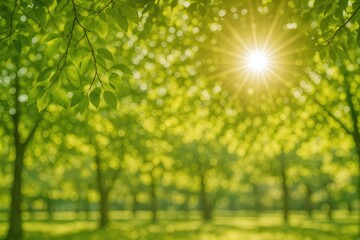 Poster - Bright sunlight shining through lush trees in a garden