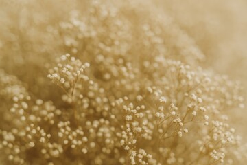Poster - Vintage-inspired background featuring a soft, out-of-focus bouquet of dried flowers with selective focus.