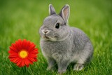A tiny domestic rabbit breed known for its small size and origins in Europe A tiny domestic rabbit breed known for its small size and origins in Europe