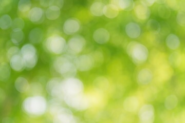 Poster - Background featuring a tree with bokeh effect