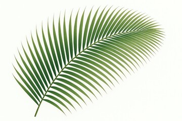 Poster - Isolated tropical coconut palm leaf on a white backdrop for summer themes