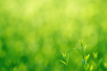 Poster - Vibrant Spring Greens with Blurred Nature Scenes