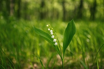 Poster - Delicate spring blooms: lily of the valley amidst lush green grass in a forest setting during May wind