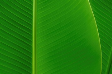 Poster - Lush tropical foliage with vibrant green leaves for natural backgrounds