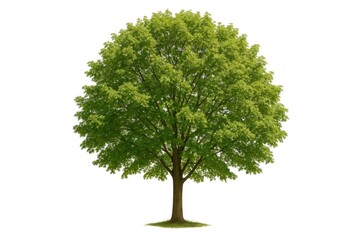 Wall Mural - Single tree on a plain white backdrop