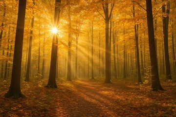 Poster - Autumn sunlight filtering through forest trees