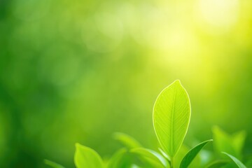 Poster - Stunning natural scenery featuring lush greenery and thriving plant life