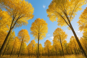 Poster - Autumn foliage at the forest canopy with a clear blue sky on a sunny day