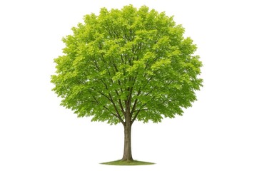Wall Mural - Individual Tree on a White Background