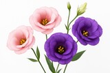 Isolated pink and purple eustoma flowers on a white background