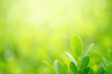 Poster - Detailed shot of a vibrant green leaf against a soft-focus garden backdrop, perfect for spring or summer themes with natural foliage and eco-friendly scenery.