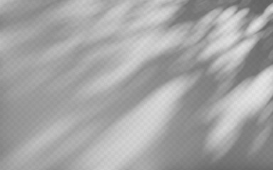 Wall Mural - abstract shadow overlay from tree branch on a transparent background.