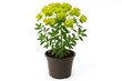 © TheWaterMeloonProjec - Miniature plant in a container on a plain white backdrop