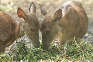 Wall Mural - Close up of a pair of Bawean deer eating grass