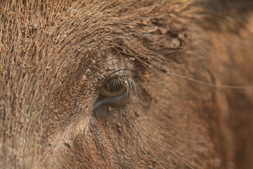 Wall Mural - close up of a wild boar's eye