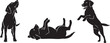 © matahari - Black silhouettes of three dogs in various playful and active poses