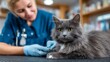 © ARTEMISIA - Veterinary Professional Trimming Grey Cat Claws