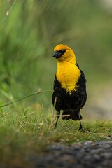 Wall Mural - yellow-headed blackbird in habitat