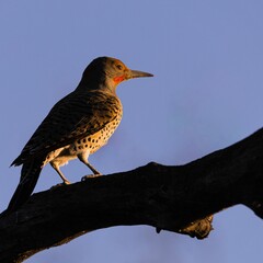 Wall Mural - northern flicker woodpecker on branch