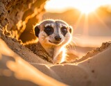 Mała surykatka z wielkimi, lśniącymi oczami wystaje z nory i z ciekawością spogląda na otoczenie. Poranne, złote światło podkreśla detale piasku i jej miękkiego futerka. Czysta słodycz i czujność.