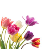 bouquet of colorful tulips on transparent background.
