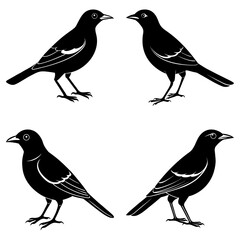 Poster - Four black birds with white wing markings in a symmetrical arrangement on a white background image