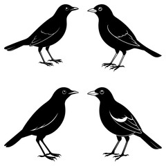 Fototapete - Four black birds standing facing each other in a symmetrical arrangement on a white background