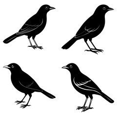 Fototapete - Four stylized black bird silhouettes standing in various poses on a white isolated background view